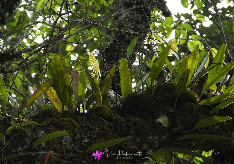 Bulbophyllum gibbosum photo 2