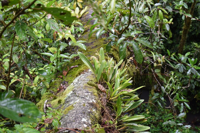 Bulbophyllum gibbosum photo 3