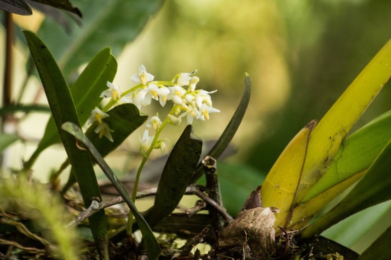 Bulbophyllum gibbosum photo 4