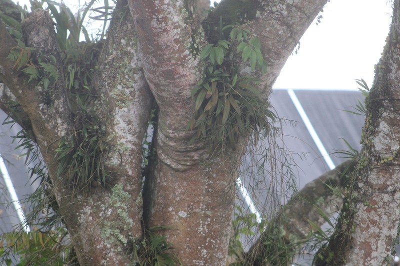 Bulbophyllum gibbosum photo 5