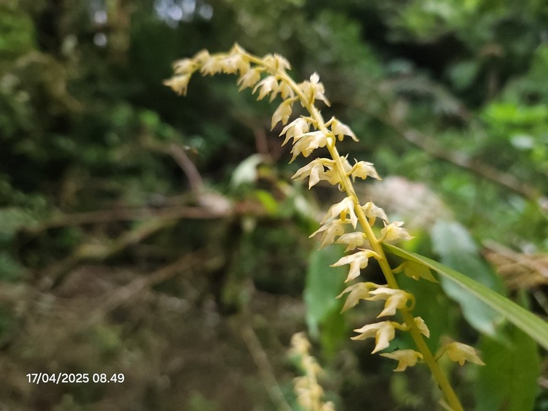 Bulbophyllum gibbosum photo 6
