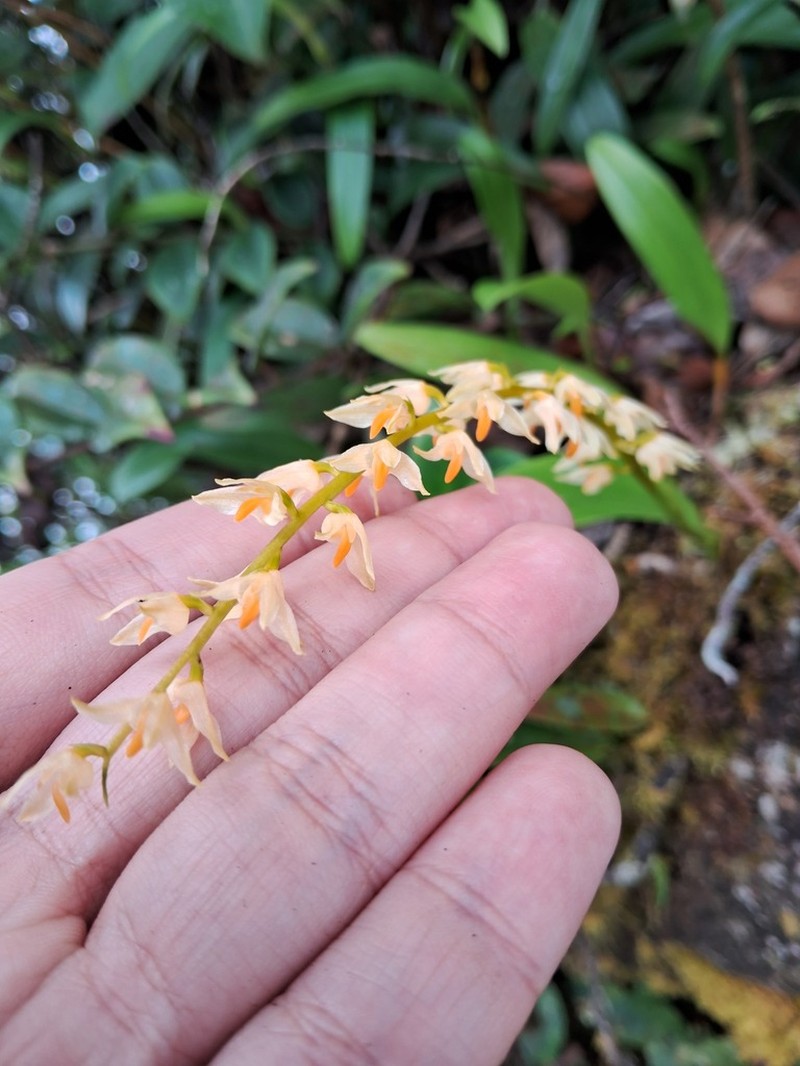 Bulbophyllum gibbosum photo 7