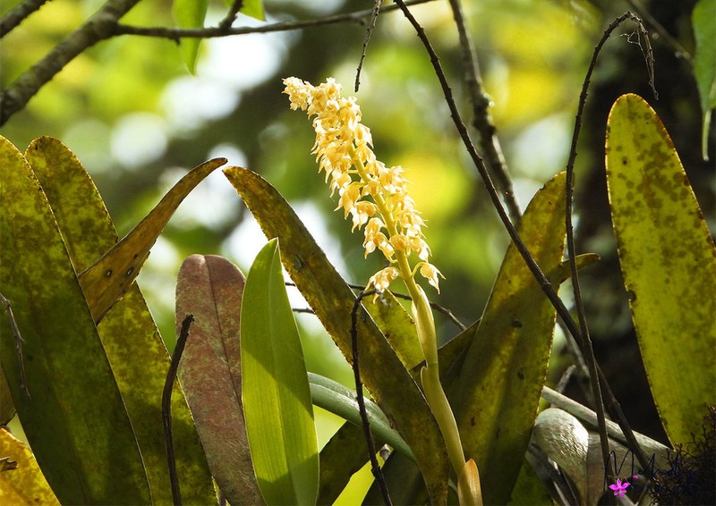 Bulbophyllum gibbosum photo 8