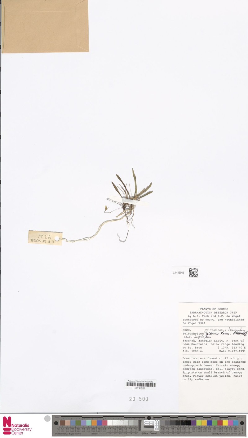 Bulbophyllum gilvum