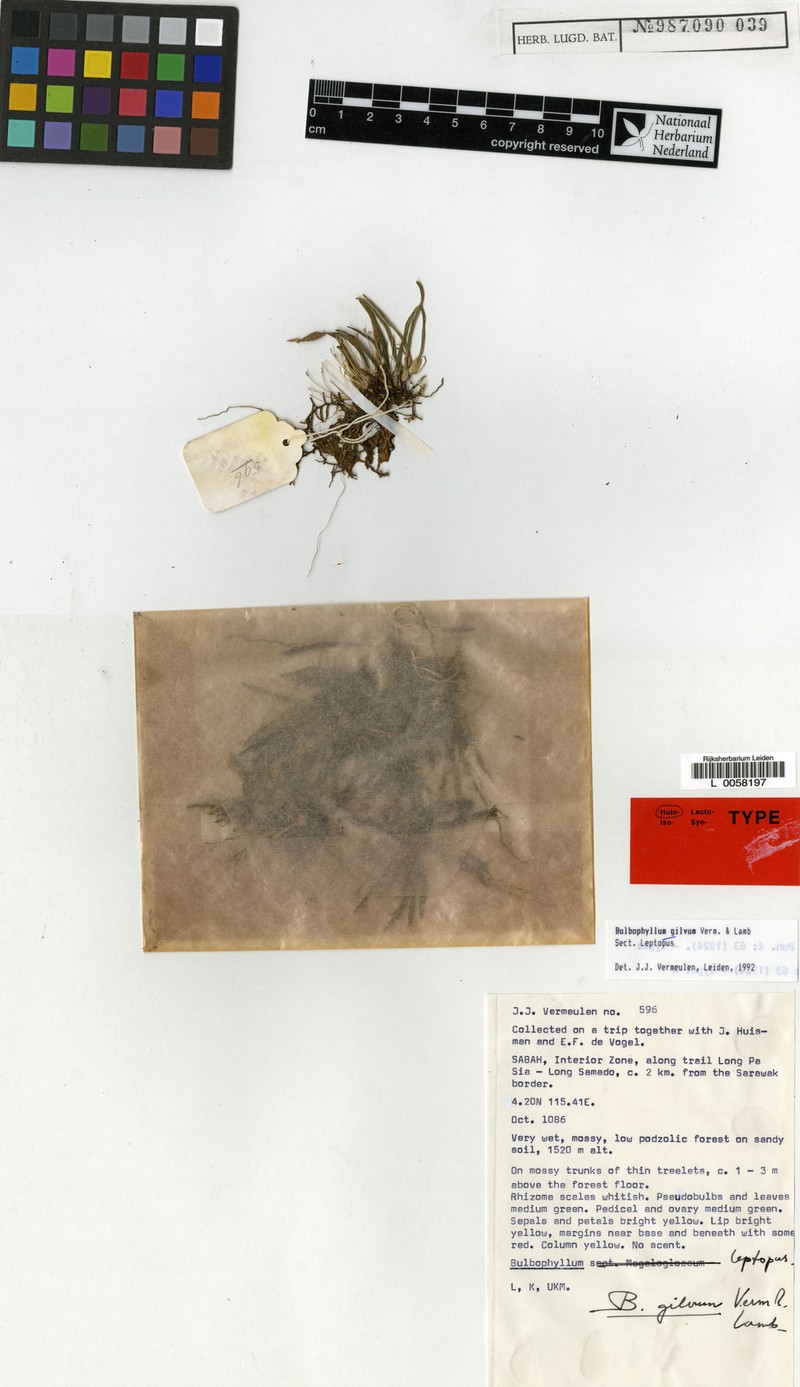 Bulbophyllum gilvum photo 2