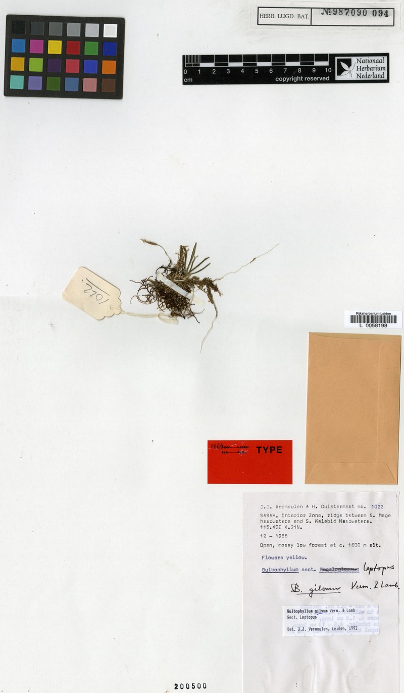 Bulbophyllum gilvum photo 4