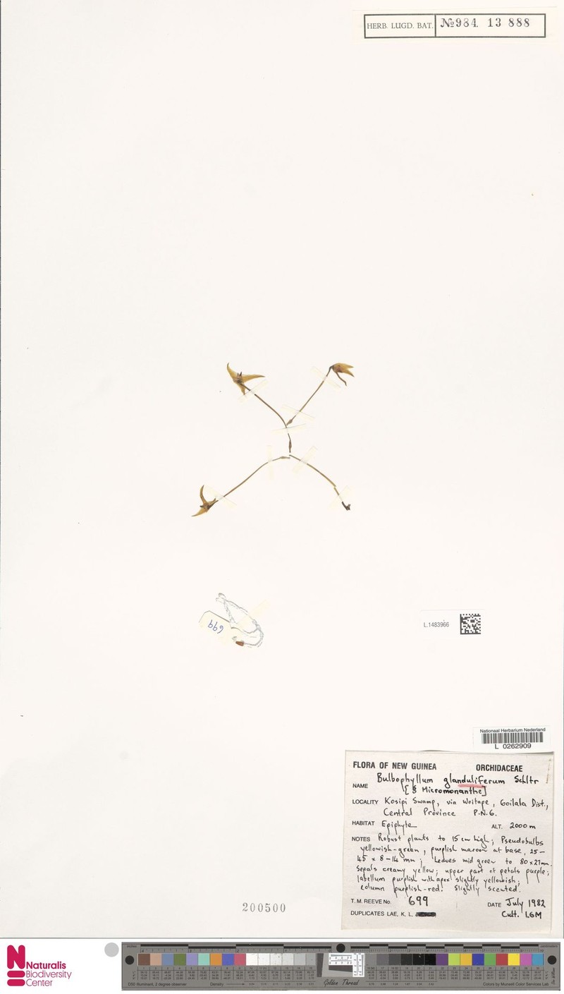 Bulbophyllum glanduliferum