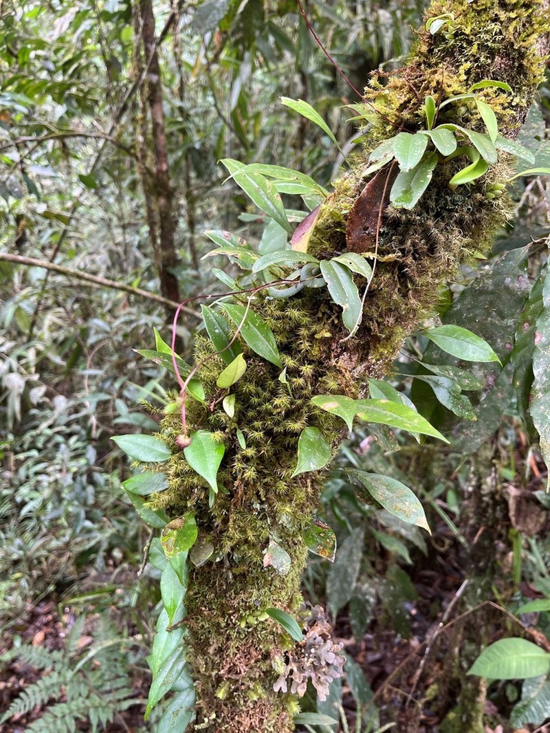 Bulbophyllum globiceps