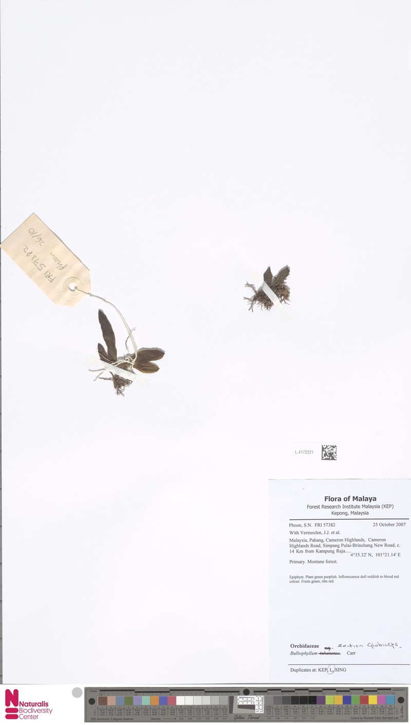 Bulbophyllum globiceps photo 2