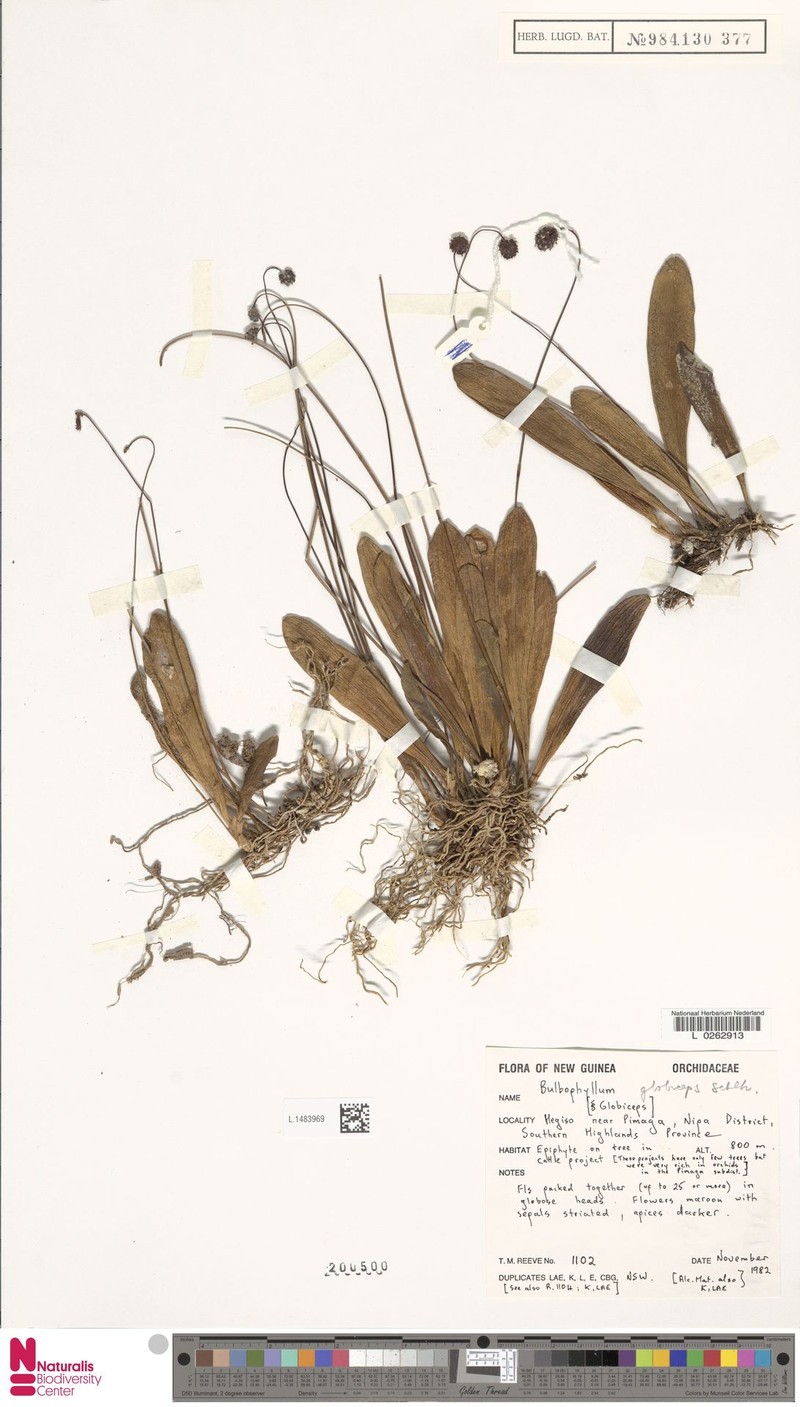 Bulbophyllum globiceps photo 3