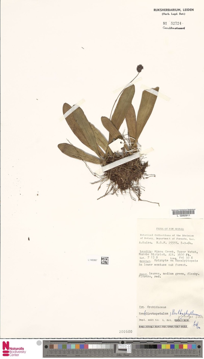Bulbophyllum globiceps photo 4