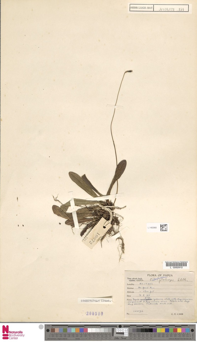 Bulbophyllum globiceps photo 5