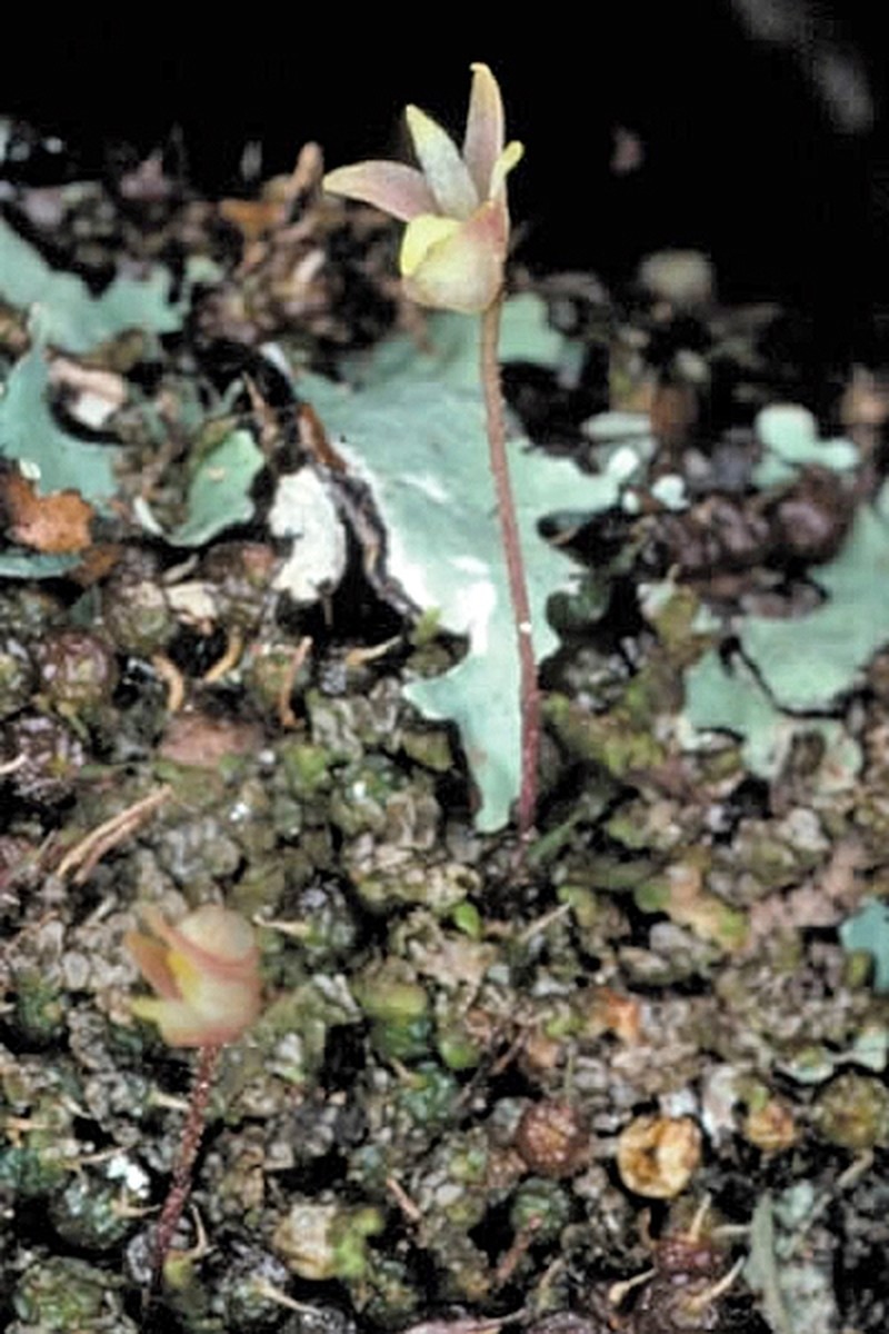 Bulbophyllum globuliforme