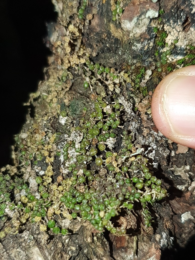 Bulbophyllum globuliforme photo 2