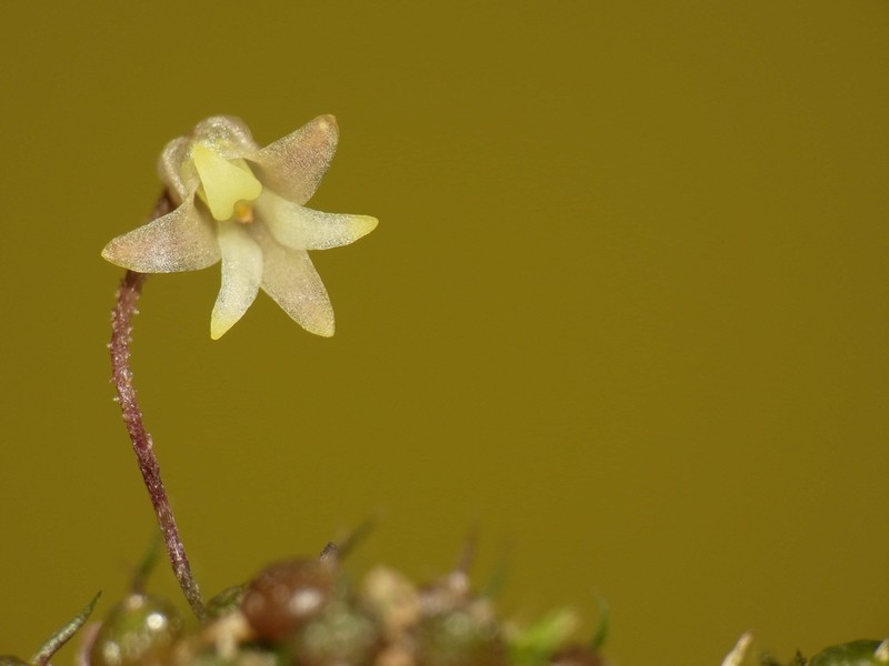 Bulbophyllum globuliforme photo 3