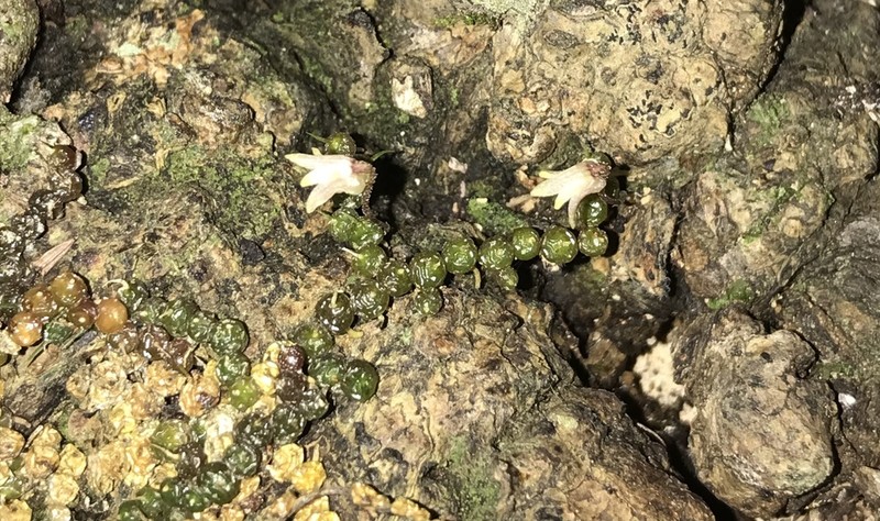 Bulbophyllum globuliforme photo 4
