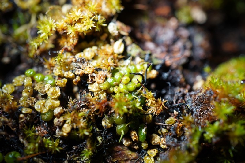 Bulbophyllum globuliforme photo 5