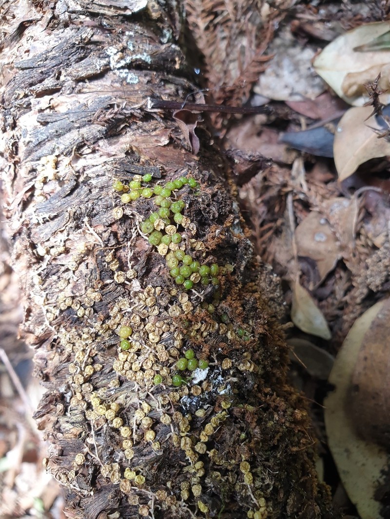 Bulbophyllum globuliforme photo 6