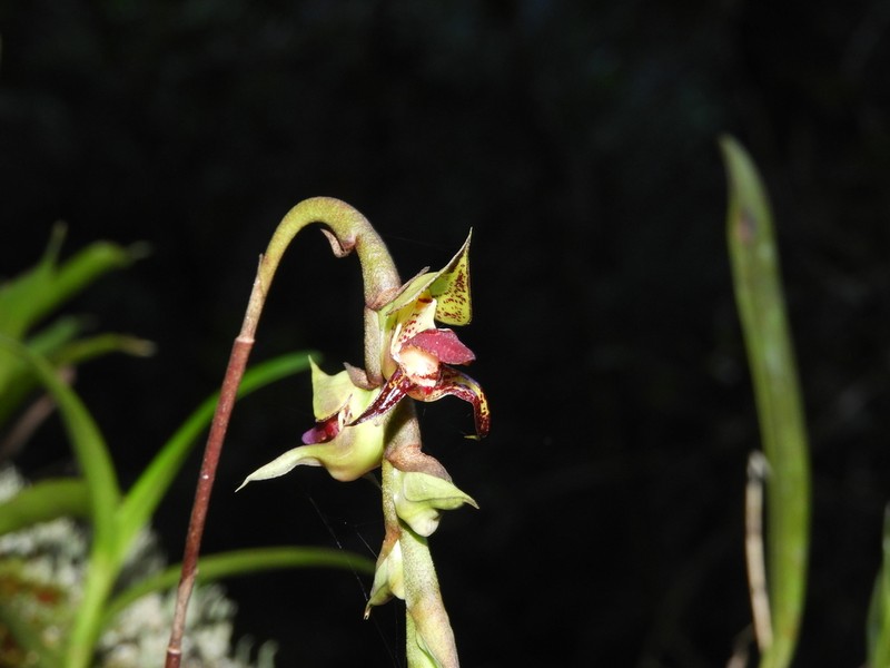 Bulbophyllum glutinosum
