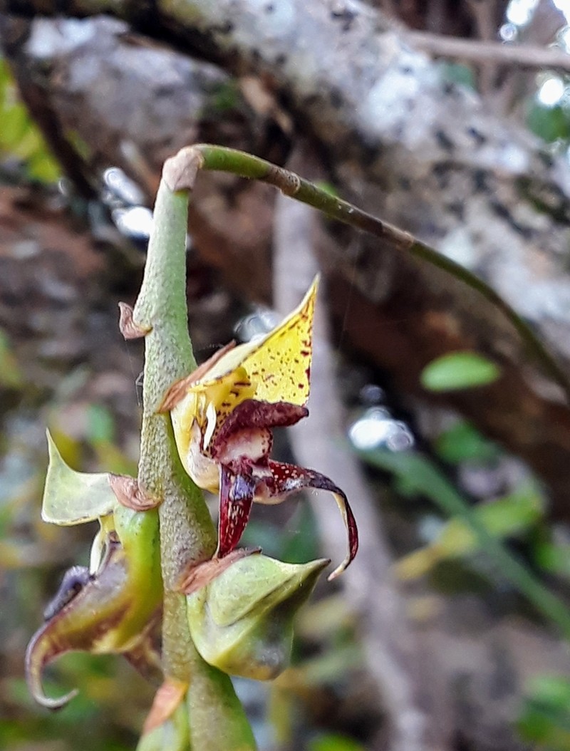 Bulbophyllum glutinosum photo 2