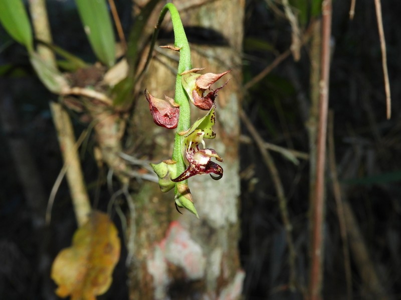 Bulbophyllum glutinosum photo 3