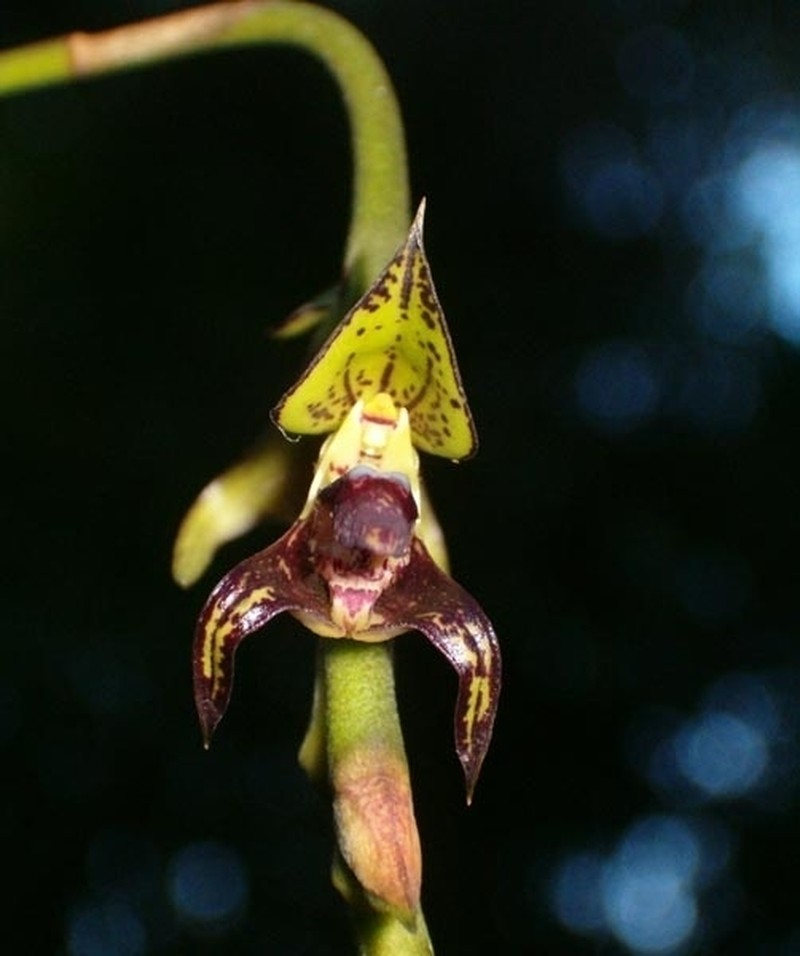 Bulbophyllum glutinosum photo 4