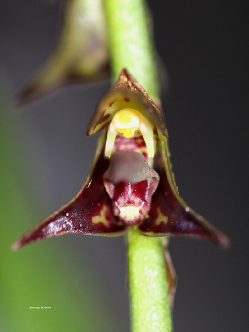 Bulbophyllum glutinosum photo 5