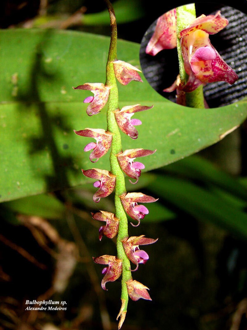 Bulbophyllum glutinosum photo 6
