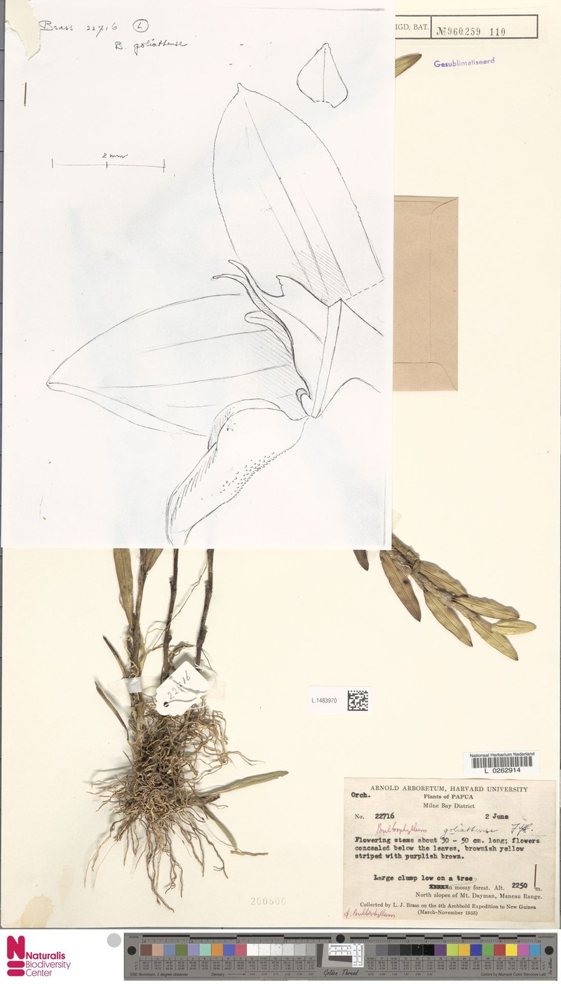 Bulbophyllum goliathense