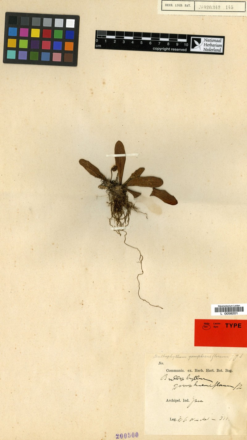 Bulbophyllum gomphreniflorum photo 2