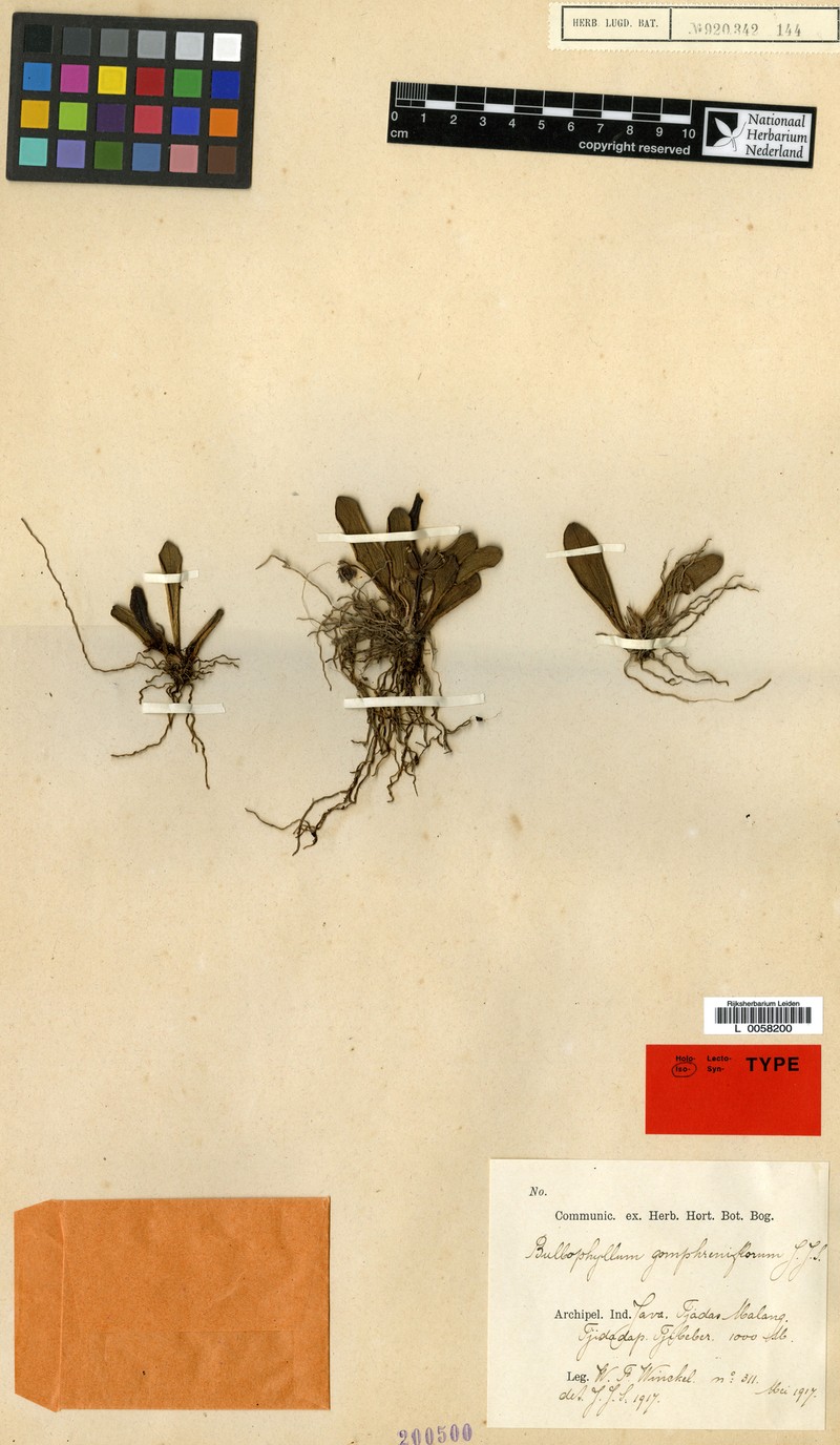 Bulbophyllum gomphreniflorum photo 3
