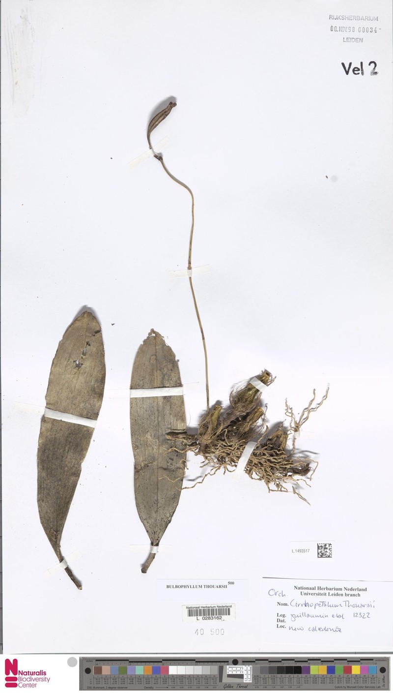 Bulbophyllum gracile