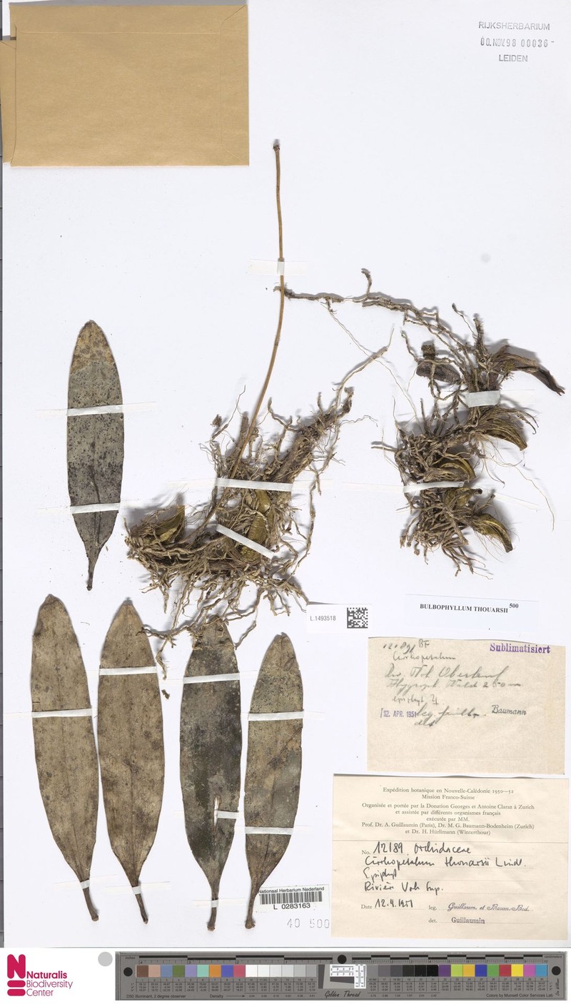 Bulbophyllum gracile photo 2