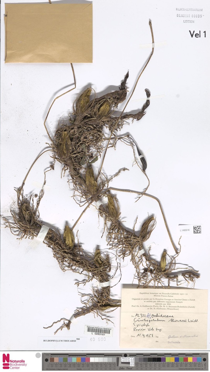 Bulbophyllum gracile photo 3