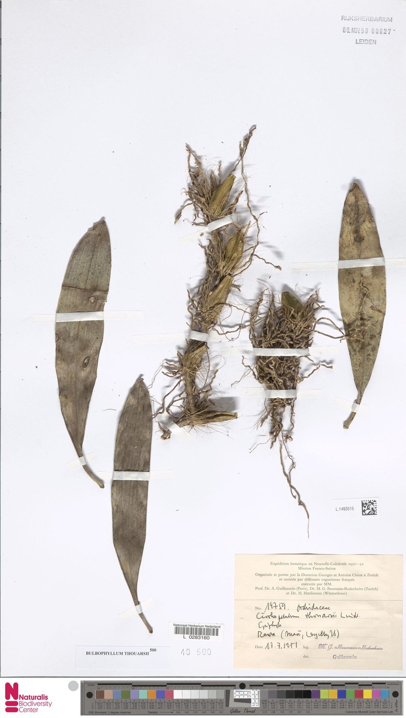 Bulbophyllum gracile photo 4