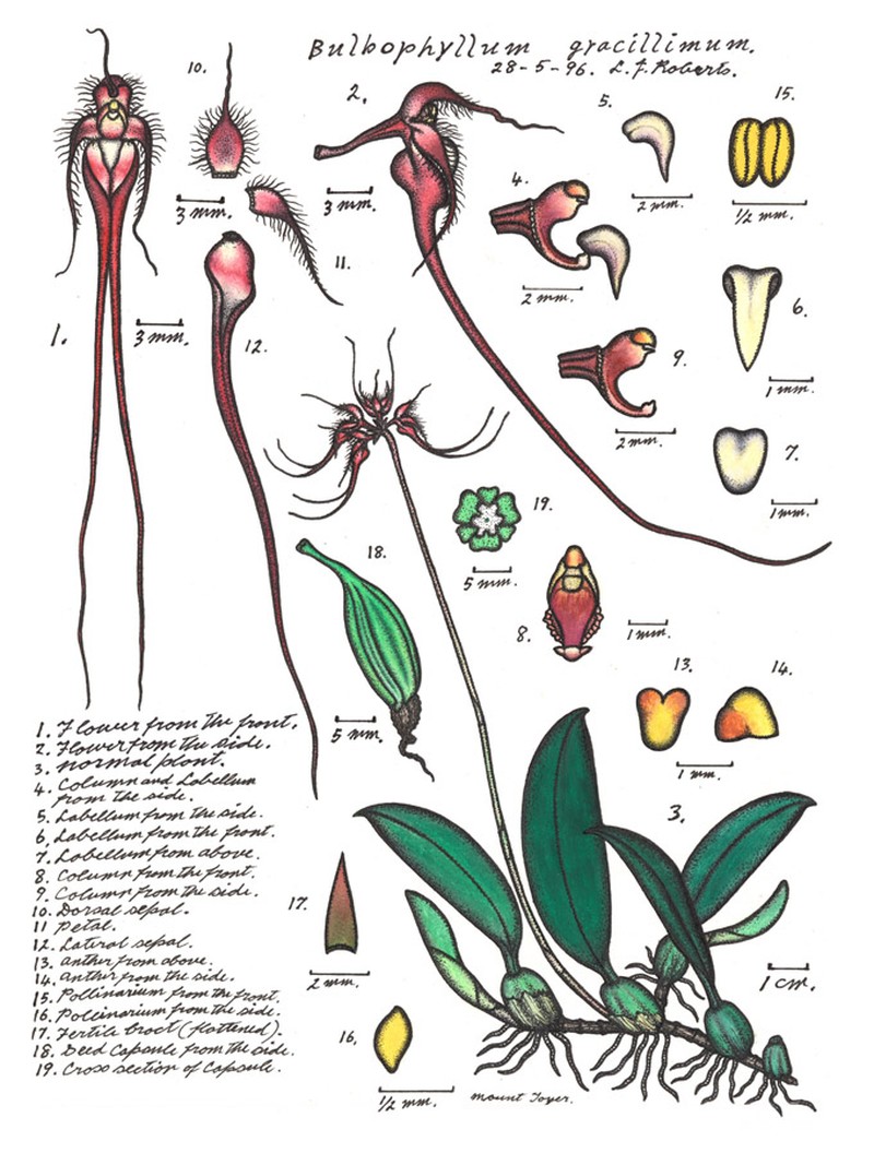 Bulbophyllum gracillimum