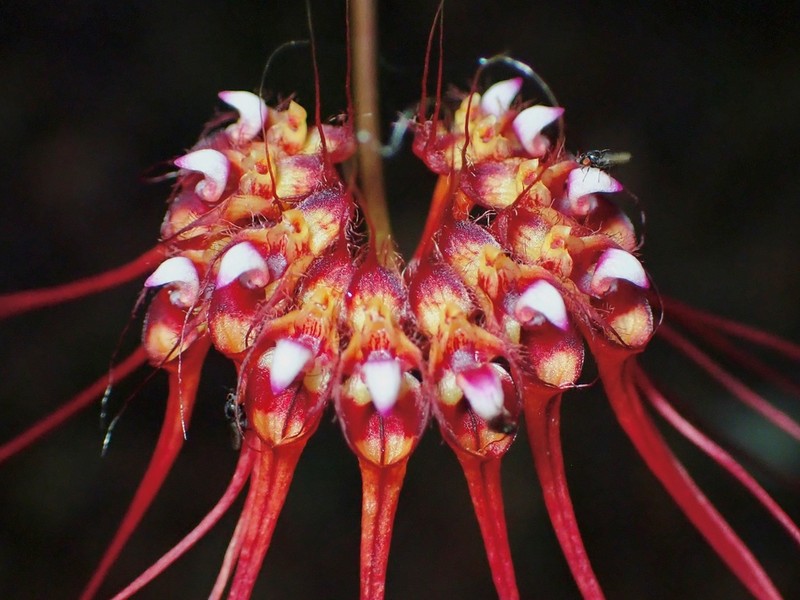 Bulbophyllum gracillimum photo 2