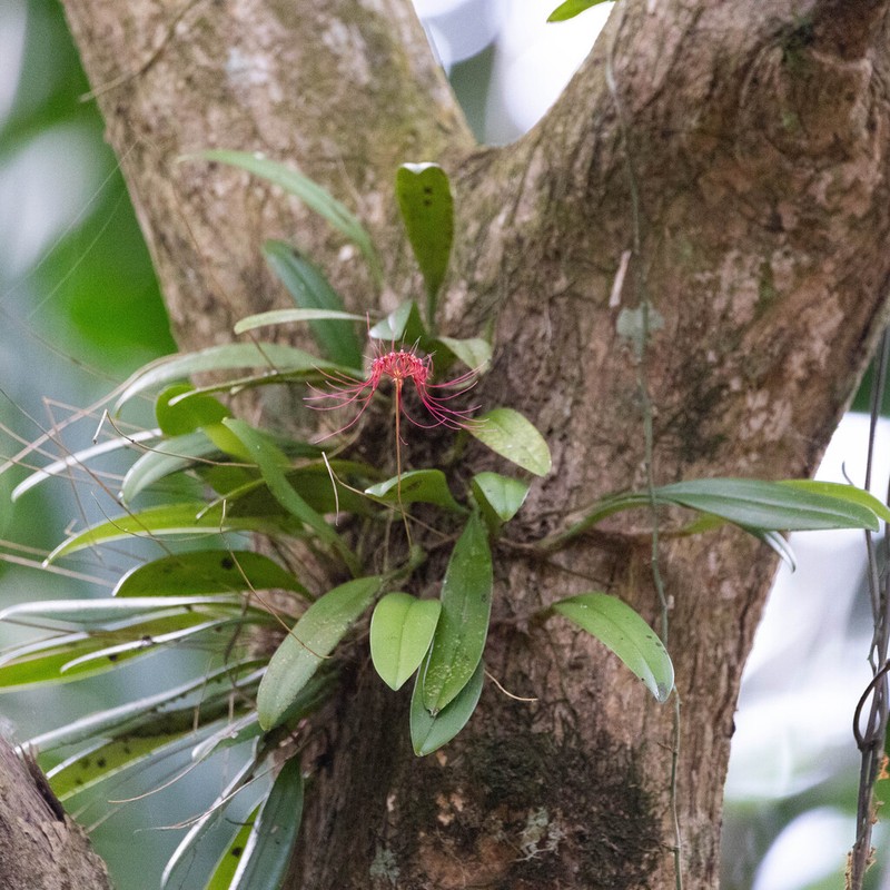 Bulbophyllum gracillimum photo 3