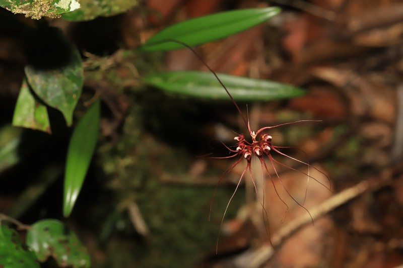 Bulbophyllum gracillimum photo 4
