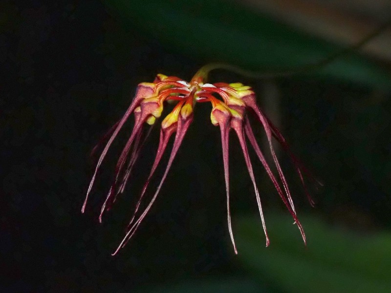 Bulbophyllum gracillimum photo 6