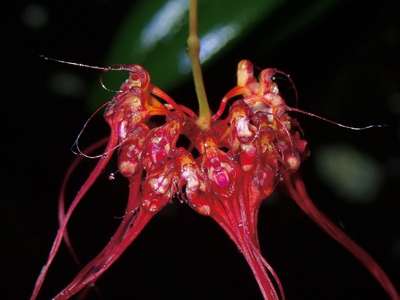Bulbophyllum gracillimum photo 7