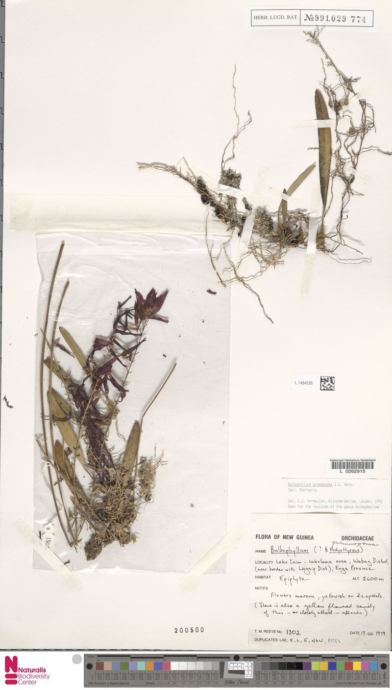 Bulbophyllum grammopoma