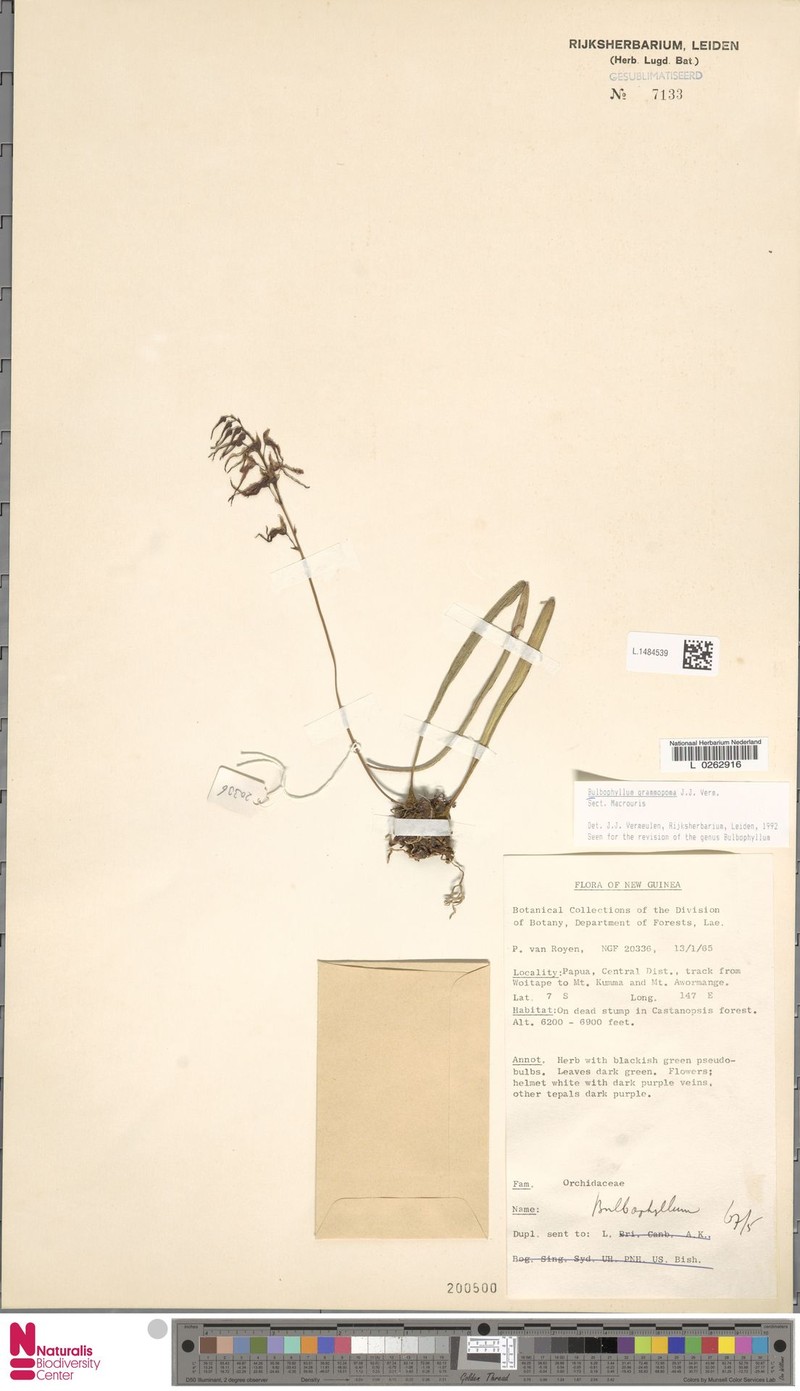 Bulbophyllum grammopoma photo 2
