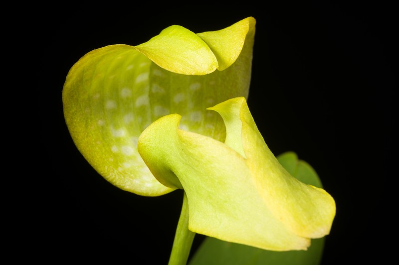Bulbophyllum grandiflorum