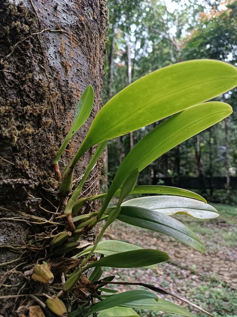 Bulbophyllum grandiflorum photo 2