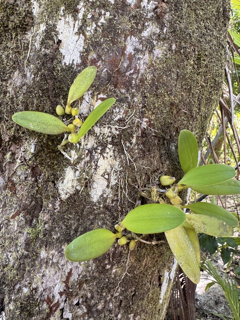 Bulbophyllum grandiflorum photo 3