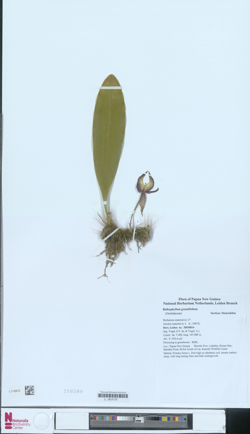 Bulbophyllum grandifolium