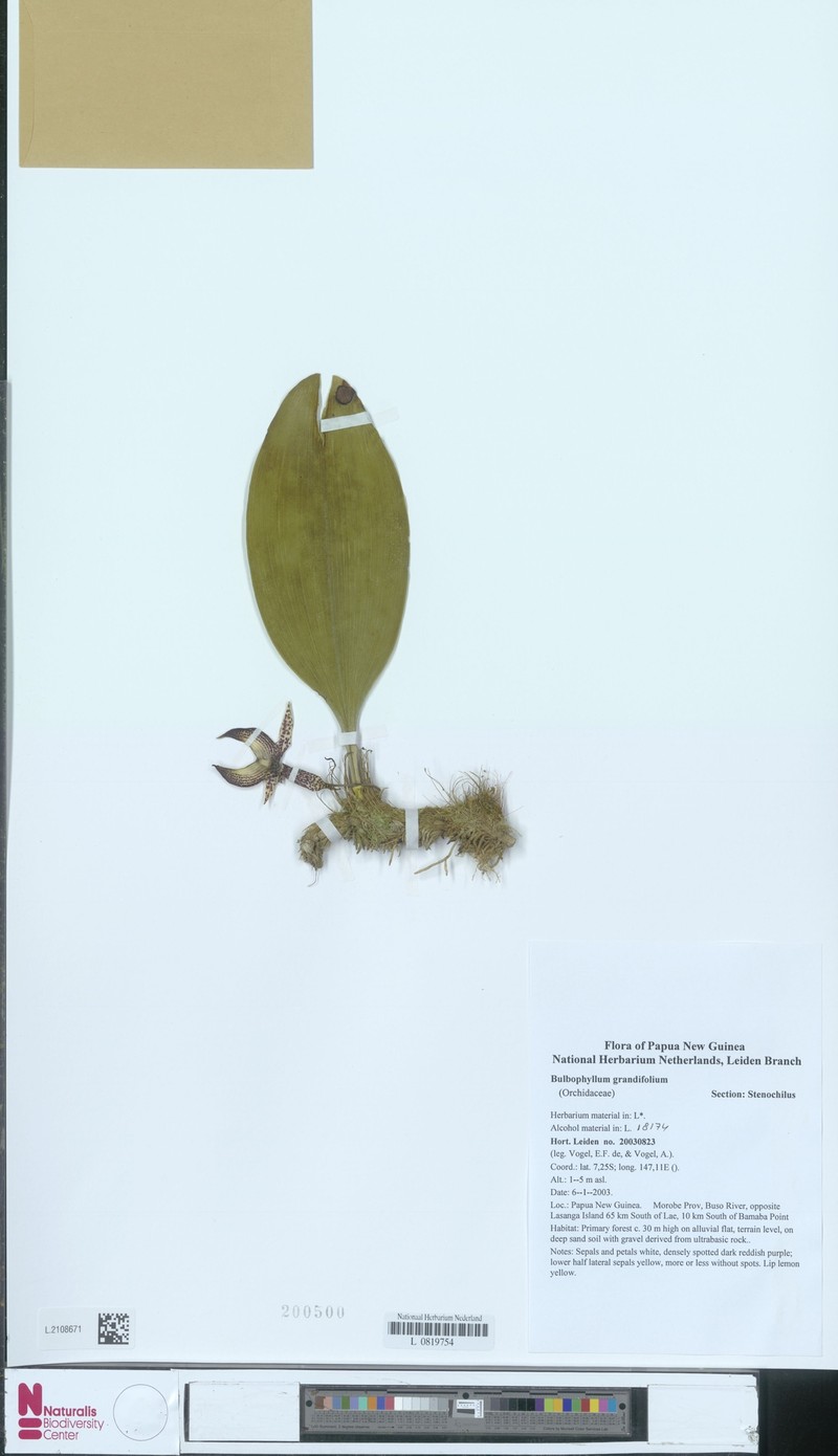 Bulbophyllum grandifolium photo 2