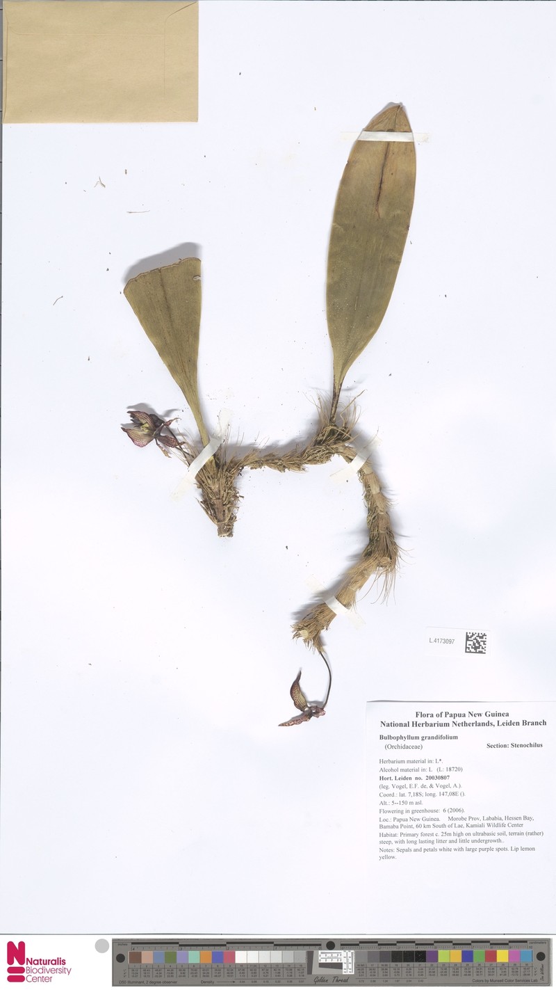 Bulbophyllum grandifolium photo 3