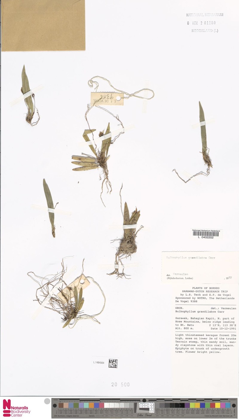 Bulbophyllum grandilabre